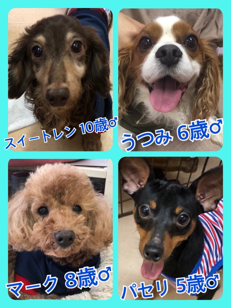 🐾今日の里親様募集中ワンコ🐶メンバーです🐾2019,7,12